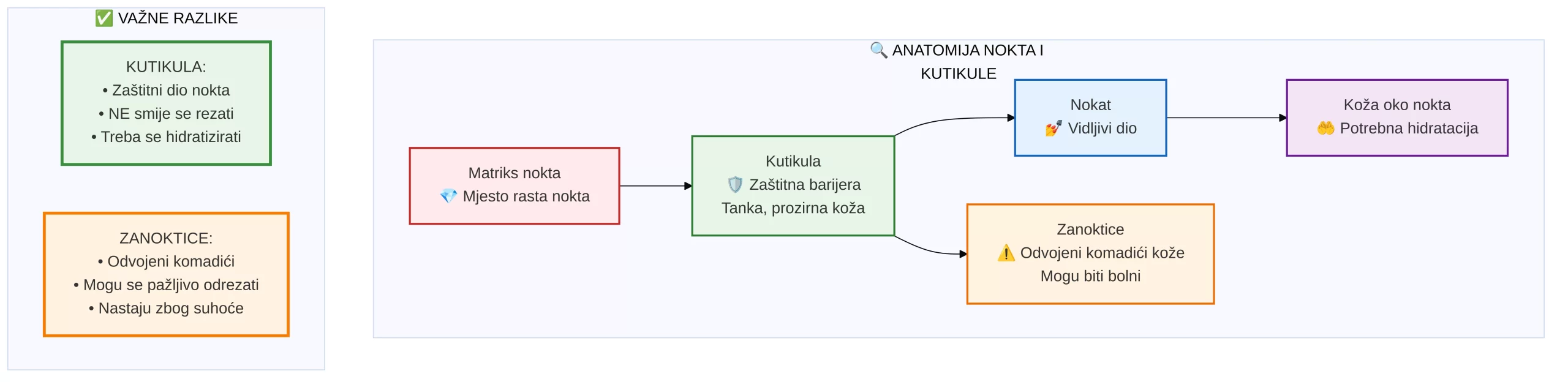 Infografika anatomija nokta: razlika kutikula vs zanoktice, matriks, hidratacija kože.