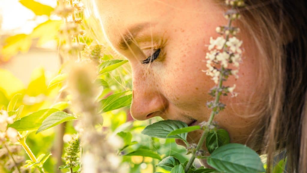 Inhaliranje Bosiljkom Put Do Boljeg Zdravlja 10 Prednosti 