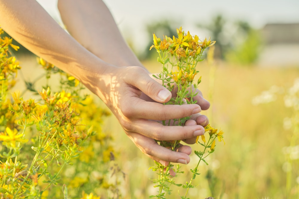 biljni lijekovi poput gospine trave zahtijevaju puno razumijevanje kako bi se sigurno koristile u medicinske svrhe