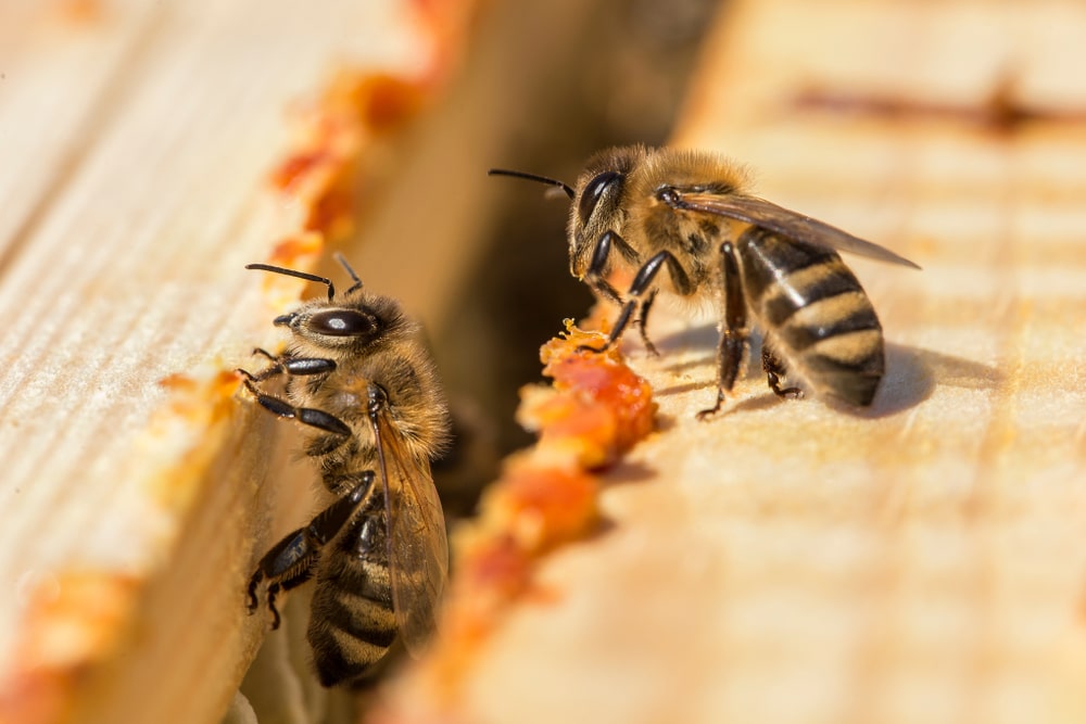 pčele najbolje znaju kako koristiti propolis kapi - koriste ih u graditeljstvu