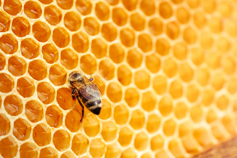 kako koristiti propolis kapi u svakodnevnom životu