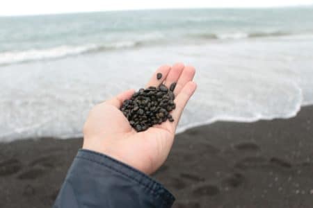 Ruka koja drži sjeme crnog kima. Slika je slikana na otvorenom da se pokaže opasnost od alergija.