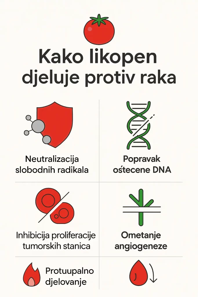 Infografika: Kako likopen djeluje protiv raka - vizualni prikaz 5 ključnih mehanizama djelovanja likopena iz rajčice u prevenciji karcinoma: neutralizacija slobodnih radikala, popravak oštećene DNA, inhibicija proliferacije tumorskih stanica, ometanje angiogeneze i protuupalno djelovanje. Minimalistički dizajn s crvenim i zelenim elementima koji ilustriraju znanstvene procese zaštite zdravlja.