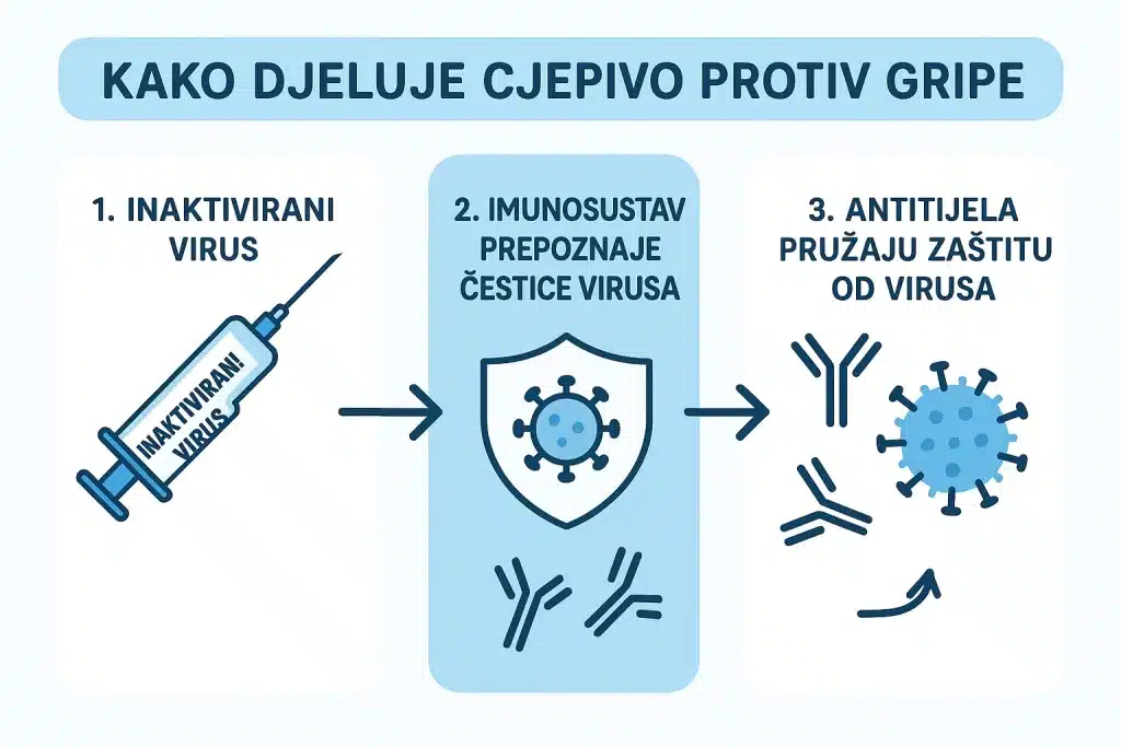 Infografika: kako djeluje cjepivo protiv gripe – 1) inaktivirani virus u štrcaljki, 2) imunosustav prepoznaje čestice (štit i antitijela), 3) antitijela štite od virusa.