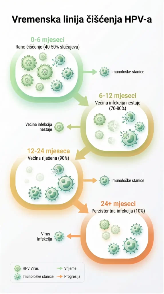 Vrijeme čišćenja HPV virusa iz organizma.