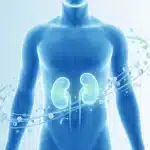 Moderna medicinska ilustracija koja prikazuje zdravlje bubrega i metabolizam urata