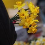 Žute narcise u ruci na obilježavanju Dana narcisa, javnozdravstvene akcije za podizanje svijesti o prevenciji i ranom otkrivanju raka dojke.