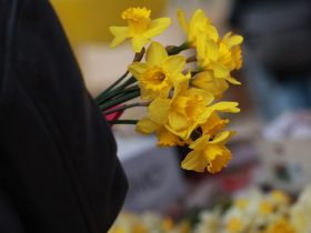 Žute narcise u ruci na obilježavanju Dana narcisa, javnozdravstvene akcije za podizanje svijesti o prevenciji i ranom otkrivanju raka dojke.