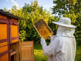Pčelar u zaštitnom odijelu pregledava saće s pčelama, med i propolis iznad tradicionalne drvene košnice