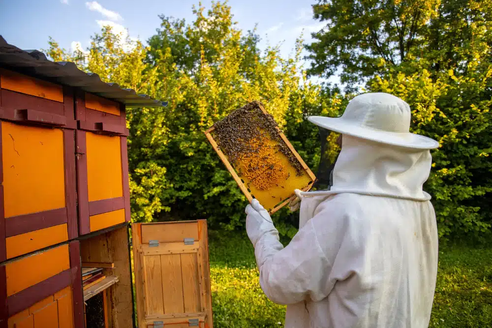 Pčelar u zaštitnom odijelu pregledava saće s pčelama, med i propolis iznad tradicionalne drvene košnice